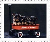 Ojibwa Yorkies Yorkshire Terrier breeder