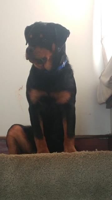 Rottweiler Stud 27373