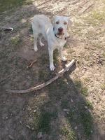 William Wayment - Labrador Retriever Stud