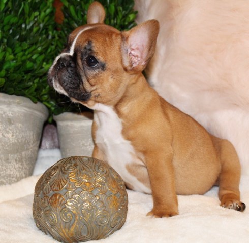 French Bulldog Breeder 25733