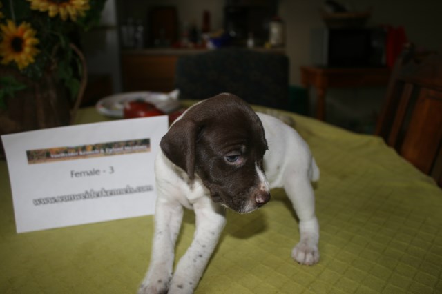 Vonweider Kennels, German Shorthaired Pointer Breeder in ...