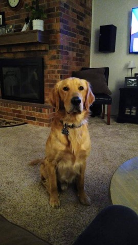 Golden Retriever Stud 31089