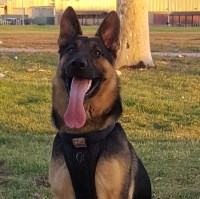 Chad - German Shepherd Dog Stud