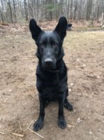 Tyler James - German Shepherd Dog Stud