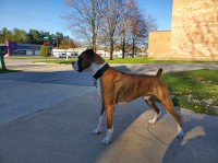 Marcus Ferrell - Boxer Stud