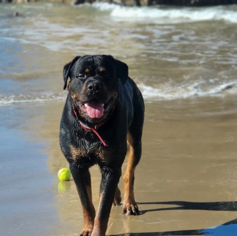 Rottweiler Stud 31312