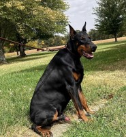 Kaili Smith - Doberman Pinscher Stud