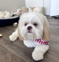 Nyah Hawkins-Harrison - Shih Tzu Stud