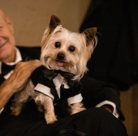 Lambo - Yorkshire Terrier Stud