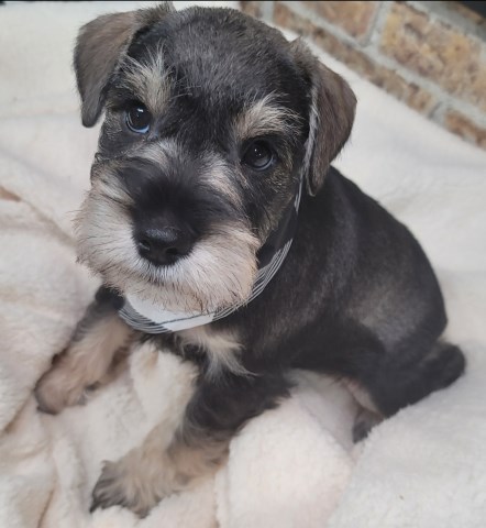 Miniature Schnauzer Breeder 31866