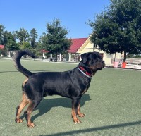Meghan - Rottweiler Stud