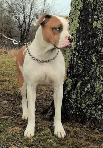 Alapaha Blue Blood Bulldog Breeder 25605