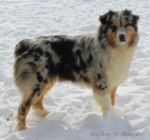 Australian Shepherd Dog Breeder 13124