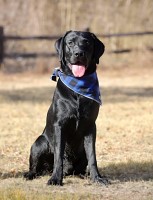 Kim - Labrador Retriever Stud