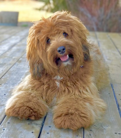 Mountain View Labradoodles