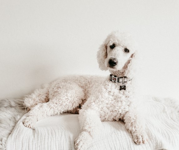 Poodle Standard Stud 26601