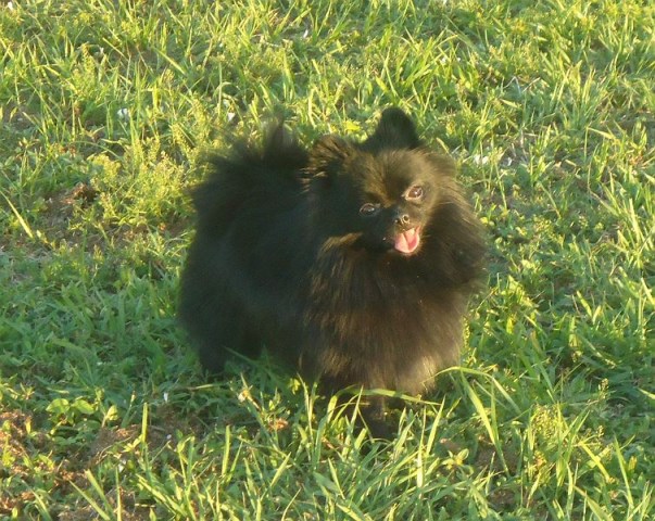 Pomeranian Breeder 31969