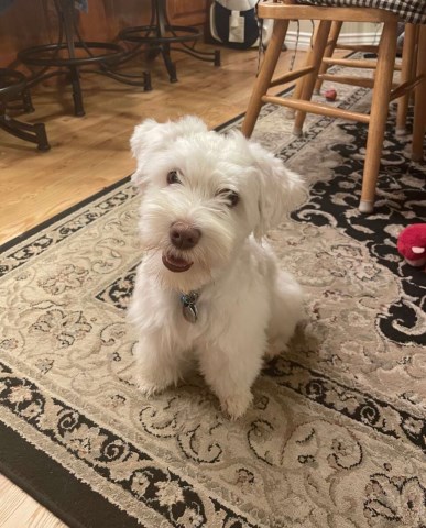 Miniature Schnauzer Stud 31858
