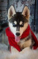 GoodwinHillHuskies Siberian Husky breeder