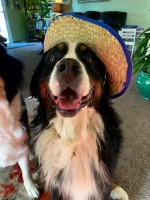 Steven Loyd - Bernese Mountain Dog Stud