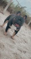 Kara Seibert - French Bulldog Stud