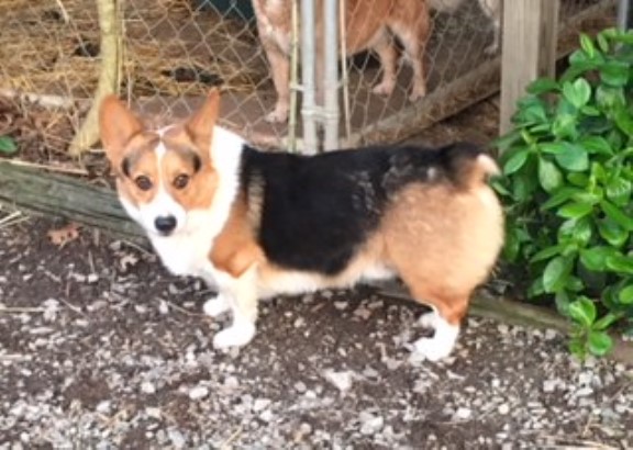 Pembroke Welsh Corgi Breeder 8784