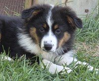 Janet Slack - Miniature Australian Shepherd Breeder Miniature Australian Shepherd breeder