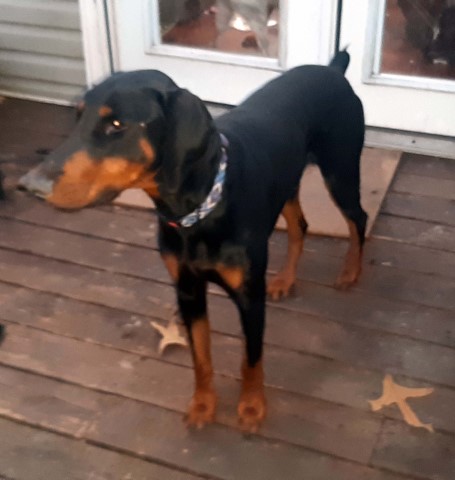 Doberman Pinscher Stud 31556