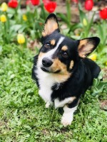 Chloe Sutphin - Pembroke Welsh Corgi Stud