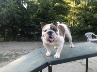 Christina moloney - English Bulldog Stud