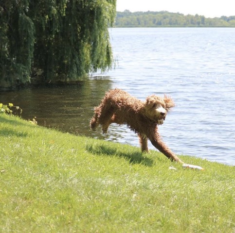 Memphis Goldendoodles, Goldendoodle Stud in Memphis, Tennessee