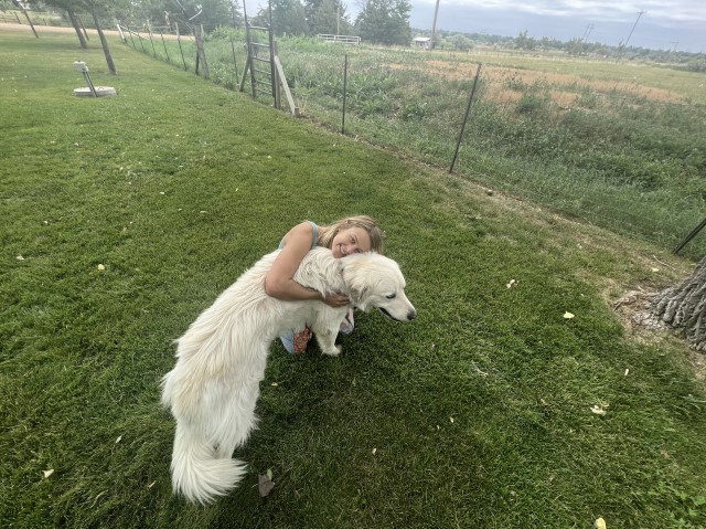 Great Pyrenees Stud 30553