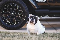 Emily - English Bulldog Stud