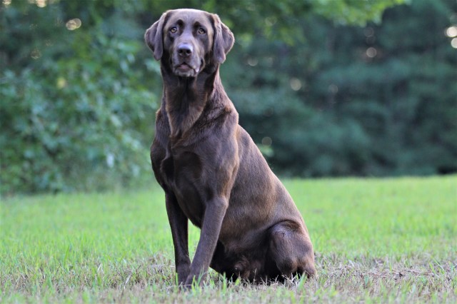 west wind retrievers & training LLC