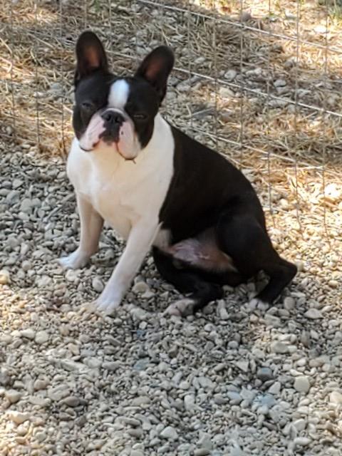 French Bulldog Breeder 30954