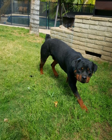 Mondtal Rottweilers