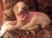Warburton's Heavenly Kennels Poodle Standard breeder