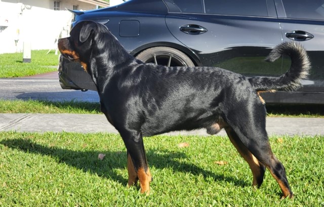 Rottweiler Stud 29990