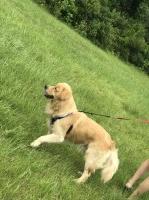 Jenna Black - Golden Retriever Stud