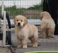 Vicky B. Conley - Golden Retriever Breeder Golden Retriever breeder