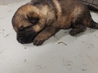 Callahan Shepherds German Shepherd Dog breeder