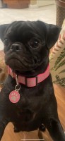 Patti Ciliberti - Pug Stud