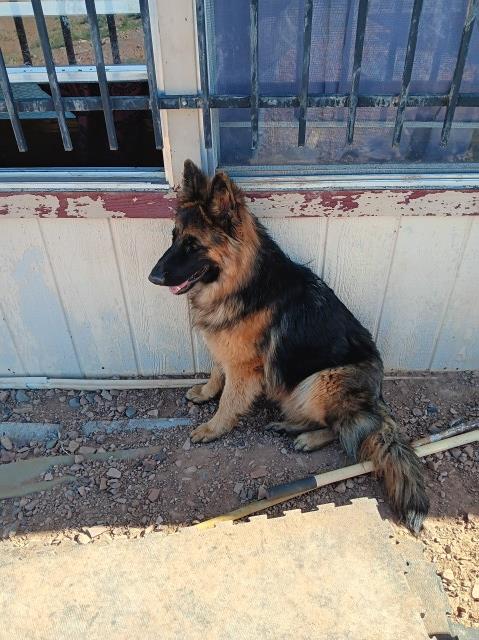 German Shepherd Dog Stud 31185