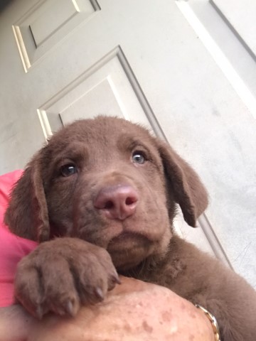 Chesapeake Bay Retriever Breeder 28556