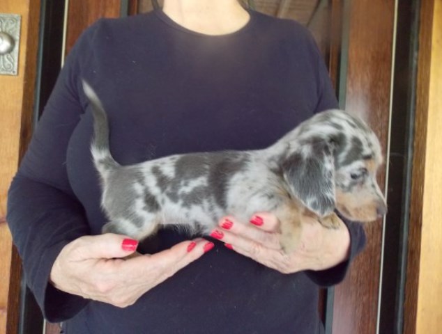 Dachshund Breeder 25721