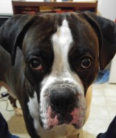 Shania Drummond - Boxer Stud