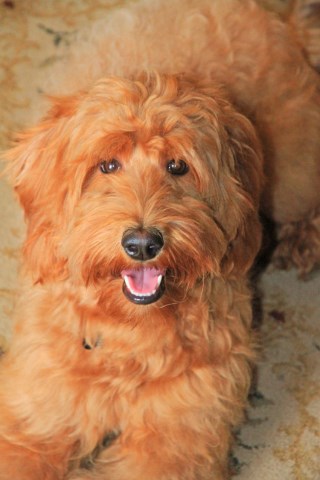 Labradoodle Breeder 27840