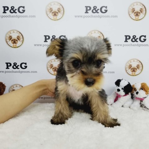Yorkshire Terrier Stud 26182