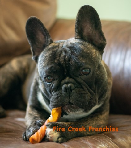 Fire Creek Frenchies