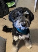 Spencer Garcia - Poodle Standard Stud